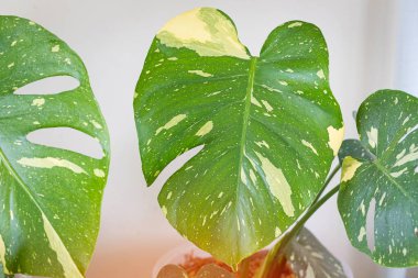 Monstera Thai Takımyıldızı 'nın yapraklarındaki desenleri toplamak güzel.