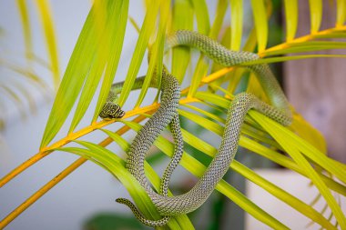 Golden Tree Snake Or Chrysopelea ornata is subtly camouflaged in the garden clipart