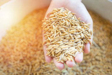 Elinde pirinç taneleri vardı. Düşen pirinç fiyatlarının durumunu yansıtıyordu.