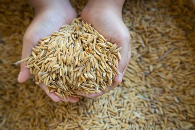 Elinde pirinç taneleri vardı. Düşen pirinç fiyatlarının durumunu yansıtıyordu.