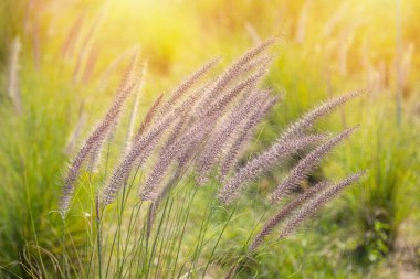 Çeşmenin (Pennisetum setaceum) ortasında güzel, doğal bir çayırın ortasında.