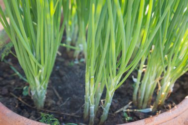 Tencerelerde taze taze soğan ve güneş ışığı doğal arka plan.