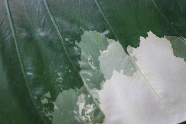 Patterns on leaf of Alocasia Macrorrhizos variegated with half white nice to collect clipart