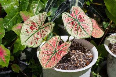Caladium Strawberry Star güzel ve benzersizdir. Benekli bitki koleksiyoncuları arasında popülerdir.