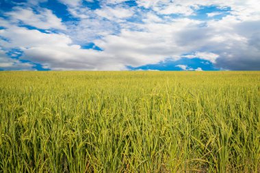 green rice fields are blooming natural background clipart