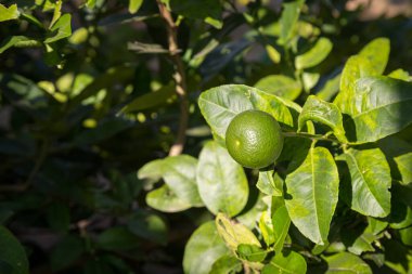 Taze limon Citrus aurantifolia Ağaçtan sallan