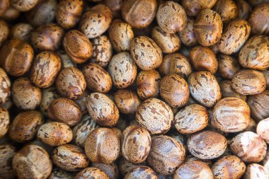 kauçuk ağaç çekirdeği dokusu