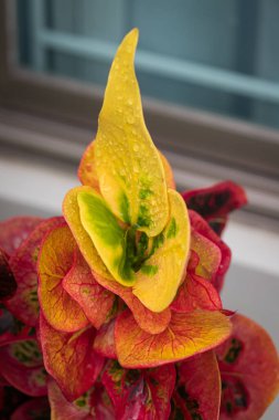 Renkli benekli yapraklı kodiaeum varyete ağacı, güzel desenler benekli bitki koleksiyoncuları arasında popülerdir..