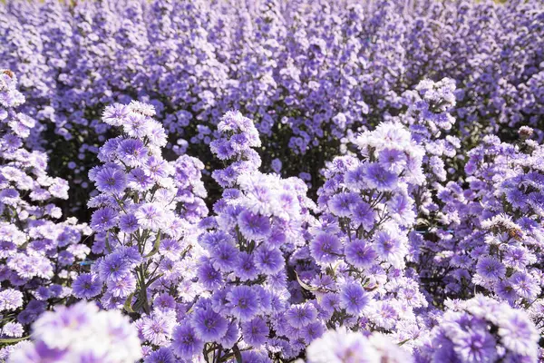 stock image Purple margaret flowers (Michaelmas Daisy) are blooming beautifully in a flower field among nature