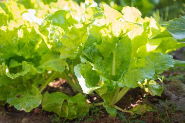 Tarlada taze hardal yeşillikleri (Brassica juncea) ve sabah güneş ışığı