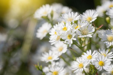 Güzel kır çiçekleri tarlada Daisy doğal yaz manzarası alıyor.
