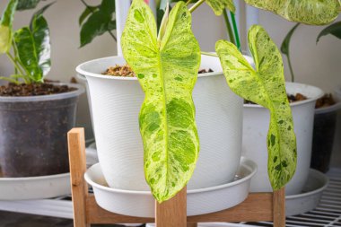 Philodendron Paraiso Verde 'nin yakın plan görüntüsü, benekli ağaç koleksiyoncuları ile Popüler ile tencerede bulunan çeşitli yaprak dokusu