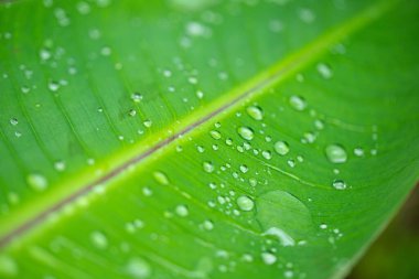 Su damlası desenli muz yaprağı doğal arkaplan