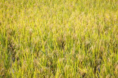 Pirinç tarlaları güzel doğa arka planıyla hasat edilmek üzere.