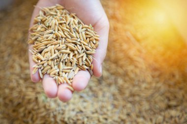 Elinde pirinç taneleri vardı. Düşen pirinç fiyatlarının durumunu yansıtıyordu.