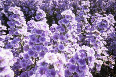 Purple margaret flowers (Michaelmas Daisy) are blooming beautifully in a flower field among nature clipart