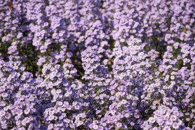 Purple margaret flowers (Michaelmas Daisy) are blooming beautifully in a flower field among nature clipart