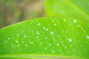 Su damlası desenli muz yaprağı doğal arkaplan