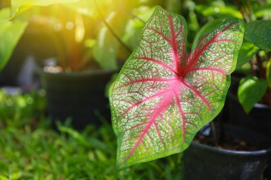 Gargen bitkisinin arka planında pembe desenli iki renkli kalsiyum.