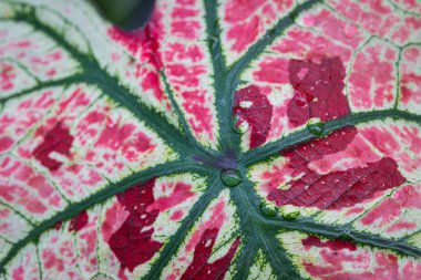 Caladium Strawberry Star güzel ve benzersizdir. Benekli bitki koleksiyoncuları arasında popülerdir.