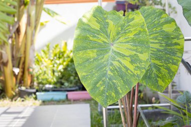 Kolocasia limonlu kertenkele bitkisi bahçede.