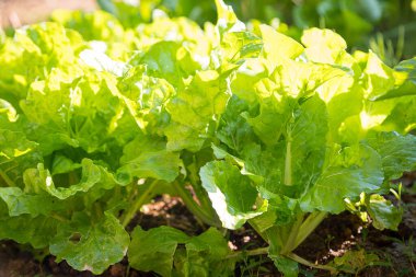 Tarlada taze hardal yeşillikleri (Brassica juncea) ve sabah güneş ışığı