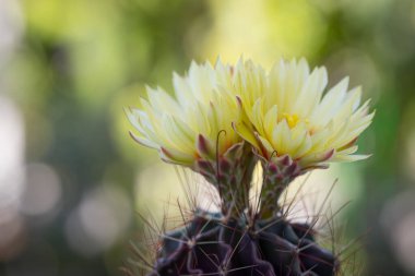 Hamatokaktüs setispinus. Güzel sarı çiçekler. Bulanık bokeh doğa arka planıyla çiçek açıyor.