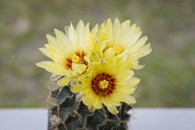 Hamatokaktüs setispinus. Güzel sarı çiçekler. Arka planda bulanıklık var.