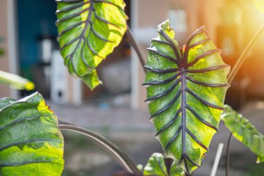 Colocasia Firavunu maskesi bahçedeki su bitkisidir.