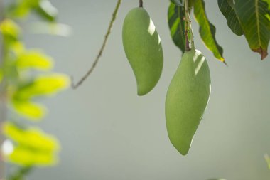 Nam Dok Mai mangosu Bahçedeki ağaçta