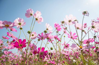 Tarlada papatya çiçekleri açan güzel yabani çiçekler mavi gökyüzü arka planına sahip doğal yaz manzarası elde ederler.