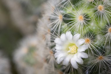 Mammillaria Plumosa kaktüsü güzel sarı çiçekler çiçek açan doğa arka planı