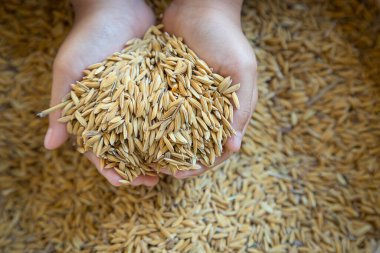 Elinde pirinç taneleri vardı. Düşen pirinç fiyatlarının durumunu yansıtıyordu.