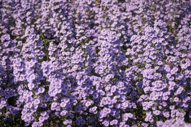 Mor margaret çiçekleri (Michaelmas Daisy) doğadaki bir çiçek tarlasında güzel bir şekilde çiçek açıyor.