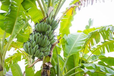 Bir salkım muzu bahçe ile muz ağacı