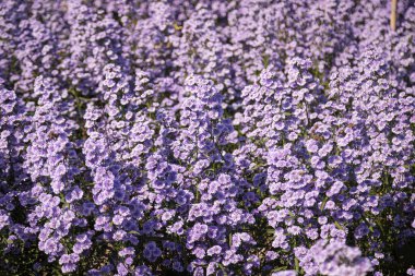 Mor margaret çiçekleri (Michaelmas Daisy) doğadaki bir çiçek tarlasında güzel bir şekilde çiçek açıyor.