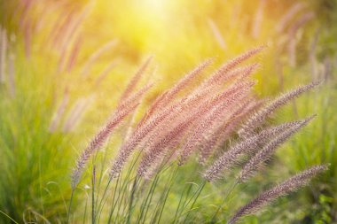 Close-up of the fountain grass (Pennisetum setaceum) in the middle of a beautiful, natural meadow clipart