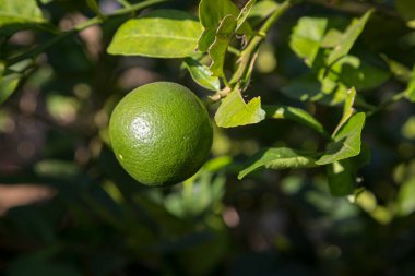 Taze limon Citrus aurantifolia Ağaçtan sallan