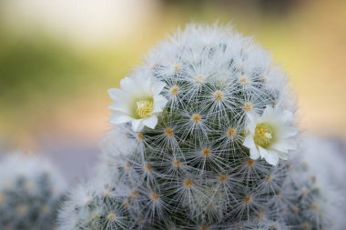 Mammillaria schiedeana ile küçük beyaz çiçek yeşil bulanık bokeh doğa arka plan, acemi için kolay kolej küçük kaktüs koyabilirsiniz çalışma masasının pencerelerine yakın ve büyümesini görebilirsiniz