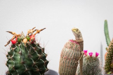 Kaktüs bahçesine tünemiş altın sarısı tenli bukalemun.