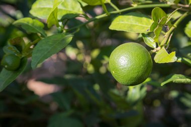 Taze limon Citrus aurantifolia Ağaçtan sallan