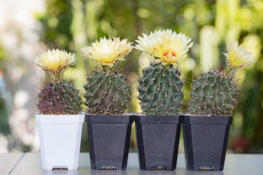 Hamatocactus setispinus group beautiful yellow flowers blooming with blur bokeh background clipart