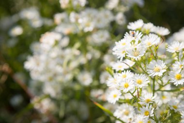 Güzel kır çiçekleri tarlada Daisy doğal yaz manzarası alıyor.