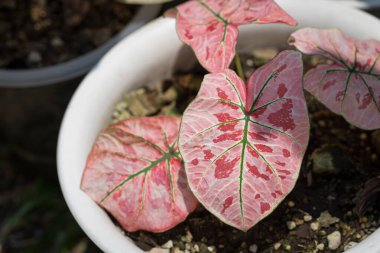 Caladium Strawberry Star güzel ve benzersizdir. Benekli bitki koleksiyoncuları arasında popülerdir.