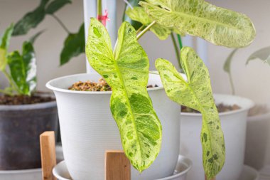 Philodendron Paraiso Verde 'nin yakın plan görüntüsü, benekli ağaç koleksiyoncuları ile Popüler ile tencerede bulunan çeşitli yaprak dokusu