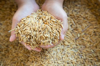 Elinde pirinç taneleri vardı. Düşen pirinç fiyatlarının durumunu yansıtıyordu.