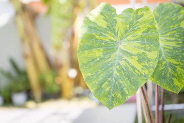 Kolocasia limonlu kertenkele bitkisi bahçede.