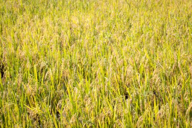Pirinç tarlaları güzel doğa arka planıyla hasat edilmek üzere.
