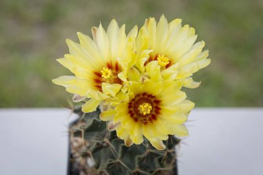 Hamatokaktüs setispinus. Güzel sarı çiçekler. Arka planda bulanıklık var.