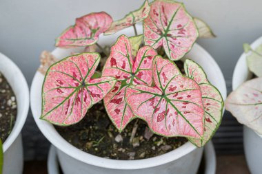 Caladium Strawberry Star güzel ve benzersizdir. Benekli bitki koleksiyoncuları arasında popülerdir.